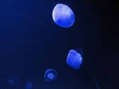 Kéklõ medúzák-stock-photo