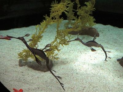 Tengeri csikók-stock-foto