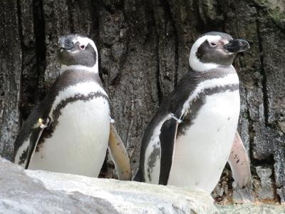 Pingvinek-stock-foto