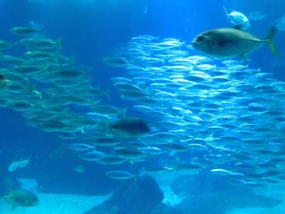 Halraj az óceáni akváriumban-stock-foto