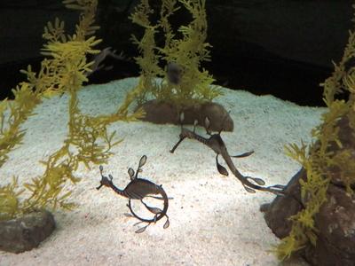 Tengeri csikók-stock-foto