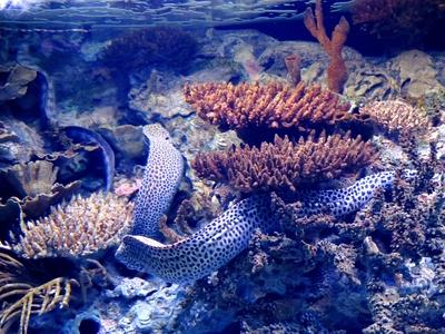 Muréna az óceáni akváriumban-stock-foto