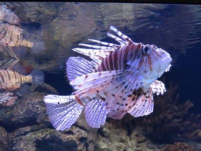 Sárkányhal-stock-foto