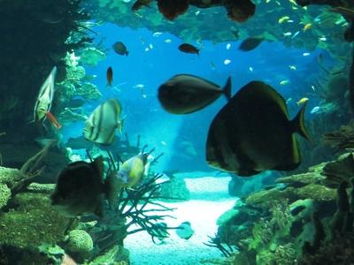 Óceáni akvárium - Tengeri élõvilág-stock-foto