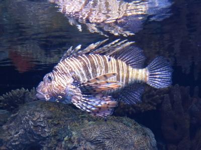 Sárkányhal-stock-foto