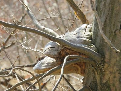 Taplógomba-stock-foto