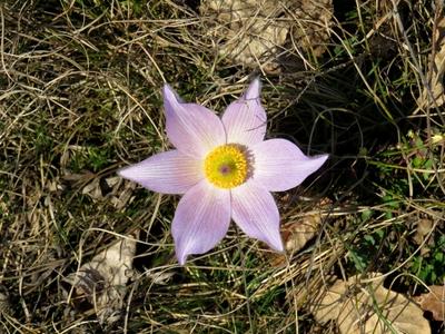 Nõszirom - Tavaszodás az erdõben-stock-foto