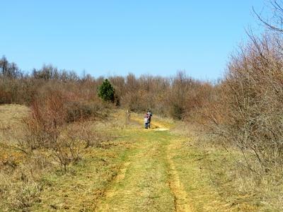 Tavaszodás a nagykovácsi erdõben-stock-foto
