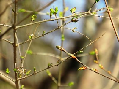 Tavaszi ébredés bimbókkal-stock-foto