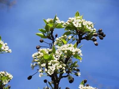 Tavasz - Virágzó fa-stock-foto