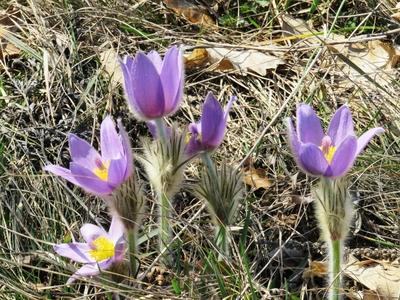 Kökörcsin - Tavaszodás az erdõben-stock-foto