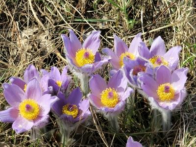 Kökörcsin - Ébredõ erdõ-stock-foto