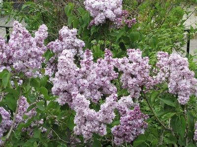 Budapest, 2014. április 13.Lila orgona egy budai kertben.-stock-foto