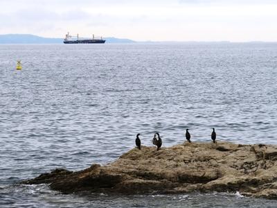Trieszti öböl kormoránokkal és teherhajóval-stock-foto