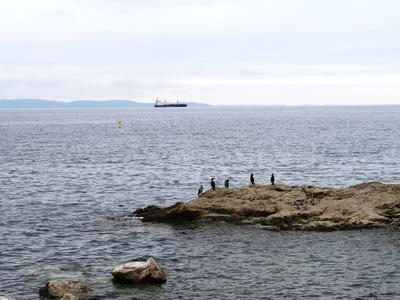 Trieszti öböl kormoránokkal és teherhajóval-stock-foto