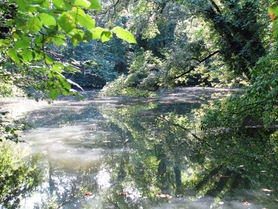 Sárvár (Hungary), 11 September 2016The natural environment of Sárvár arboretum.A sárvári arborétum természeti környezete.-stock-photo