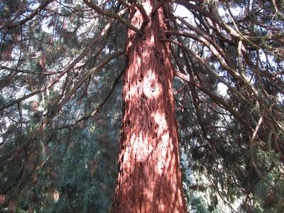 Sárvár (Hungary), 11 September 2016Giant redwood in Sárvár arboretum.Mammutfenyõ a sárvári arborétumban.-stock-foto