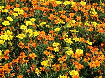 Szombathely (Hungary), 12 September 2016Marigold flowers.Büdöske virág.-stock-foto