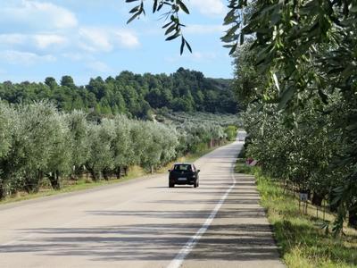 Olajfaliget a Gargano-félszigeten - OLaszország-stock-foto