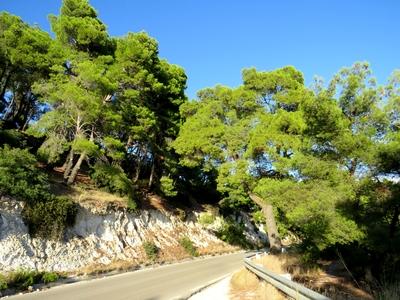 Autóút gomba fenyõk között - Gargano-félsziget-stock-foto