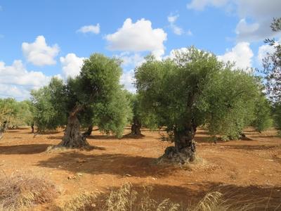 Vén olajfák - Ostuni - Olaszország-stock-foto