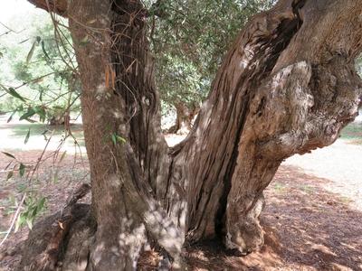 Vén olajfa törzse - Ostuni - Olaszország-stock-foto