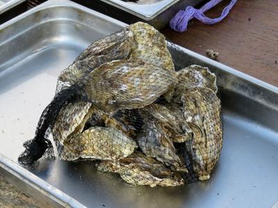 Osztriga - Taranto - Olaszország-stock-foto