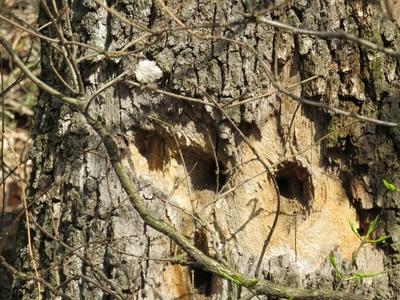 Decaying trweew trunk with lairs - Forest - Hungary-stock-foto