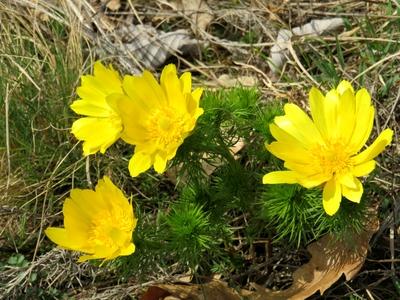 Flowers - Forest - Hungary - Spring-stock-foto