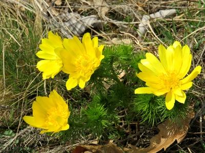 Flowers - Forest - Hungary - Spring-stock-photo