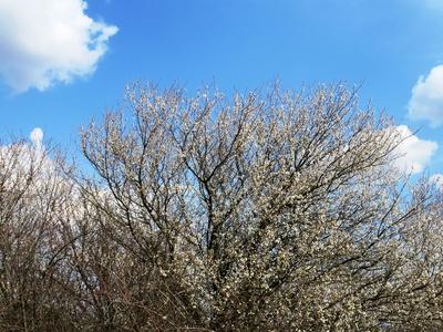 Blooming tree wit blue Sky - Nature-stock-foto