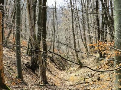 Early Spreing in a Forest - Nature-stock-foto