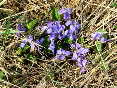 Violet in the Forest - Hungary spring - Nature-stock-foto