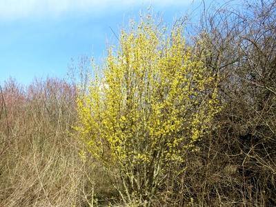 Spring in Nagykovácsi Forest - Nature-stock-foto