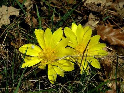 Spring flowers in the Nagykovácsi Forest -Nature-stock-foto