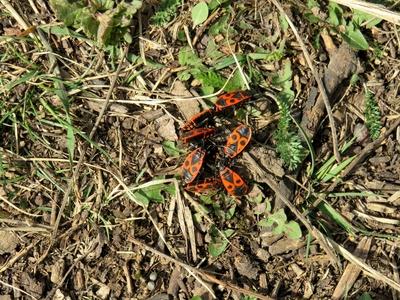 Nature: Beetles Marriage in a Forest - Spring-stock-foto