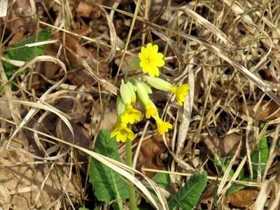 Flowers in a Hungarian Forest - Spring-stock-photo