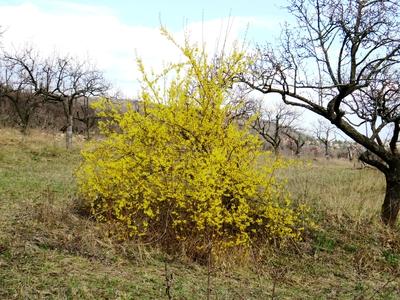 Blossoming Golden Bush - Nature-stock-foto