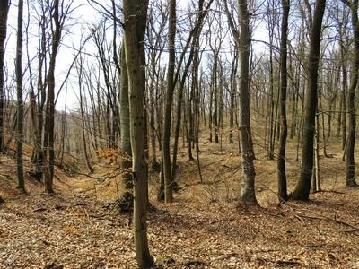 Forest in early Spring - Nature-stock-foto