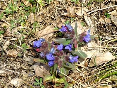 Forest flowers - Spring in Hungary-stock-photo