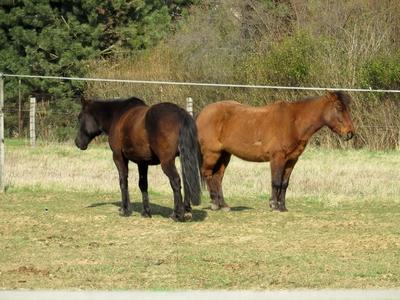 Horses on the edge of the Nagykovácsi forest -Nature-stock-foto