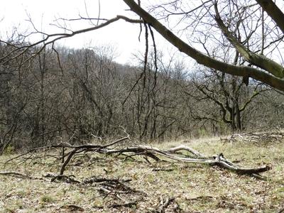 Nature: Dried twigs in Spring-stock-foto