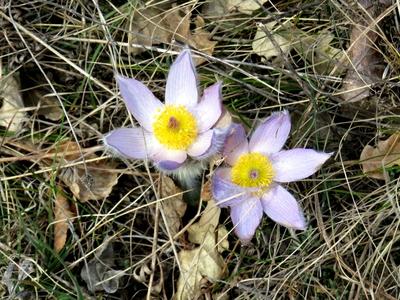 Flowers in a Hungarian Forest - Spring-stock-foto