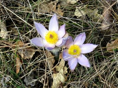 Flowers in a Hungarian Forest - Spring-stock-photo