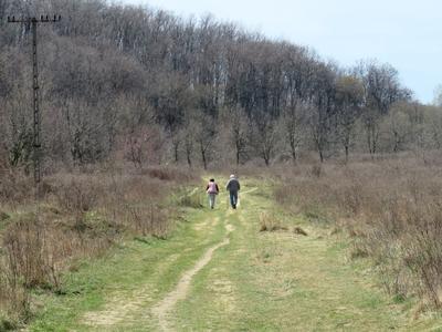 Spring in Nagykovácsi Forest-stock-foto