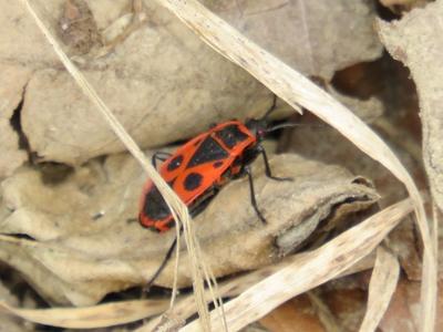 Cantharis rustica - Forest - Hungary - Nature-stock-photo