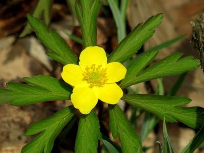 Flower in a Forest of Hungary - Spring-stock-foto