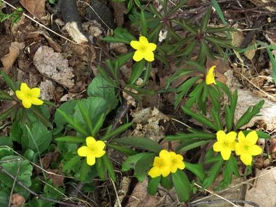 Flowers in a Forest of Hungary - Spring-stock-photo