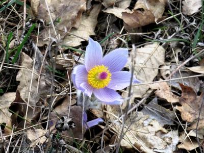 Anemone flower in a Hungarian Forest - Spring-stock-foto