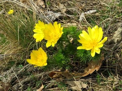 Flowers in a Hungarian Forest - Spreing-stock-foto